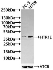 Western Blot Positive WB detected in: PC-3 whole cell lysate(30µg), HT29 whole cell lysate(30µg)br /> All lanes: HTR1E antibody at 1:1000 Secondary Goat polyclonal to rabbit IgG at 1/20000 dilution Predicted band size: 42kDa Observed band size: 42...