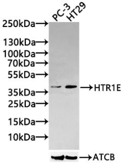 Western Blot Positive WB detected in: PC-3 whole cell lysate(30µg), HT29 whole cell lysate(30µg)br /> All lanes: HTR1E antibody at 1:1000 Secondary Goat polyclonal to rabbit IgG at 1/20000 dilution Predicted band size: 42kDa Observed band size: 42...