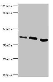 Western blot All lanes: HTRA2 antibody at 0.9µg/ml Lane 1: Hela whole cell lysate Lane 2: U937 whole cell lysate Lane 3: 293T whole cell lysate Secondary Goat polyclonal to rabbit IgG at 1/10000 dilution Predicted band size: 49, 39, 47, 40 kDa Obs...