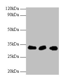 Western blot All lanes: HUS1 antibody at 2µg/ml Lane 1: Hela whole cell lysate Lane 2: 293T whole cell lysate Lane 2: A431 whole cell lysate Secondary Goat polyclonal to rabbit IgG at 1/10000 dilution Predicted band size: 32, 30 kDa Observed band...