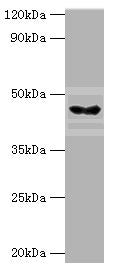 Western blot All lanes: HYAL3 antibody at 4ug/ml + Mouse liver tissue Secondary Goat polyclonal to rabbit IgG at 1/10000 dilution Predicted band size: 47, 44, 19, 16 kDa Observed band size: 47 kDa