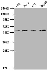 Western Blot Positive WB detected in: L02 whole cell lysate, PC-3 whole cell lysate, U87 whole cell lysate, HepG2 whole cell lysate All lanes: ICAM3 antibody at 1:2000 Secondary Goat polyclonal to rabbit IgG at 1/50000 dilution Predicted band size...