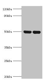 Western blot All lanes: IDH2 antibody at 5ug/ml Lane 1: Hela whole cell lysate Lane 2: Mouse heart tissue Secondary Goat polyclonal to rabbit IgG at 1/10000 dilution Predicted band size: 51, 46 kDa Observed band size: 51 kDa