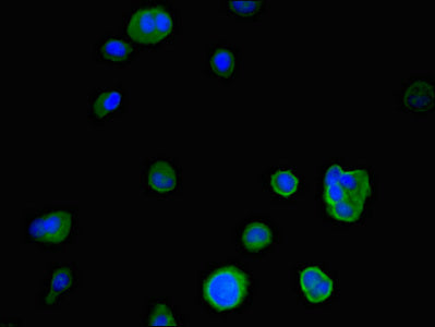 Immunofluorescent analysis of MCF-7 cells using CSB-PA011002LA01HU at dilution of 1:100 and Alexa Fluor 488-congugated AffiniPure Goat Anti-Rabbit IgG(H+L)