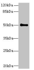 Western blot All lanes: IFI44 antibody at 6µg/ml + Mouse lung tissue Secondary Goat polyclonal to rabbit IgG at 1/10000 dilution Predicted band size: 51, 15 kDa Observed band size: 51 kDa