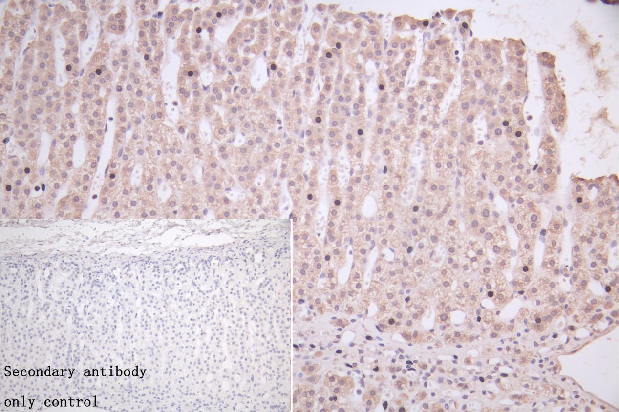 IHC image of CSB-PA011018LA01HU diluted at 1:50 and staining in paraffin-embedded human adrenal gland tissue performed on a Leica BondTM system. After dewaxing and hydration, antigen retrieval was mediated by high pressure in a citrate buffer (pH...