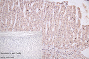 IHC image of CSB-PA011018LA01HU diluted at 1:50 and staining in paraffin-embedded human adrenal gland tissue performed on a Leica BondTM system. After dewaxing and hydration, antigen retrieval was mediated by high pressure in a citrate buffer (pH...