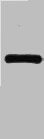 Western blot analysis of mStawberry recombinant protein, diluted at 1:5000.