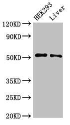 Western Blot Positive WB detected in: HEK293 whole cell lysate, Rat liver tissue All lanes: IFIT2 antibody at 3µg/ml Secondary Goat polyclonal to rabbit IgG at 1/50000 dilution Predicted band size: 55 kDa Observed band size: 55 kDa