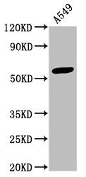 Western Blot Positive WB detected in: A549 whole cell lysate All lanes: IFIT3 antibody at 3.3µg/ml Secondary Goat polyclonal to rabbit IgG at 1/50000 dilution Predicted band size: 56 kDa Observed band size: 56 kDa