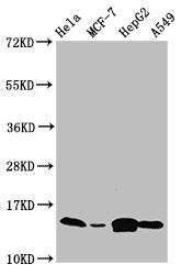 Western Blot Positive WB detected in: Hela whole cell lysate, MCF-7 whole cell lysate, HepG2 whole cell lysate, A549 whole cell lysate All lanes: IFITM2 antibody at 4.7µg/ml Secondary Goat polyclonal to rabbit IgG at 1/50000 dilution Predicted ban...