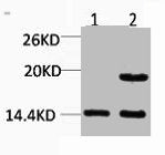 Western blot analysis of 1) Rat Brain, 2) Mouse Brain tissue, diluted at 1:2000.