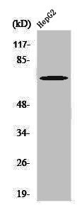 Western Blot analysis of HepG2 cells using Phospho-SH-PTP2 (Y580) Polyclonal Antibody