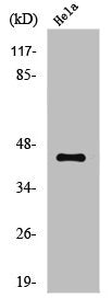Western Blot analysis of HeLa cells using AP-1 Polyclonal Antibody