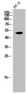 Western Blot analysis of PC-3 cells using MCT4 Polyclonal Antibody
