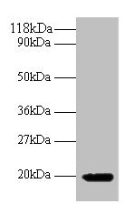 Western blot All lanes: IFNG antibody at 2µg/ml + 293T whole cell lysate Secondary Goat polyclonal to rabbit IgG at 1/10000 dilution Predicted band size: 20 kDa Observed band size: 20 kDa