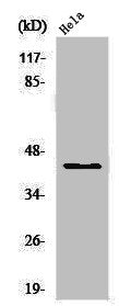 Western Blot analysis of HeLa cells using USF-2 Polyclonal Antibody