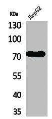 Western Blot analysis of HepG2 cells using CD229 Polyclonal Antibody