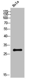 Western Blot analysis of HeLa cells using FADD Polyclonal Antibody
