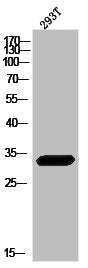 Western Blot analysis of 293T cells using hnRNP C1/2 Polyclonal Antibody