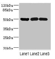 Western blot All lanes: IFRD1 antibody at 1.76ug/ml Lane 1: Mouse skeletal muscle tissue Lane 2: Hela whole cell lysate Lane 3: Jurkat whole cell lysate Secondary Goat polyclonal to rabbit IgG at 1/10000 dilution Predicted band size: 51, 46 kDa Ob...
