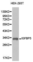 Western blot analysis of extracts of HEK-293T cell lines, using IGFBP5 antibody.