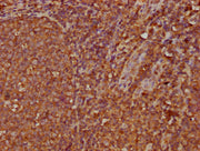 IHC image of CSB-PA011112LA01HU diluted at 1:300 and staining in paraffin-embedded human tonsil tissue performed on a Leica BondTM system. After dewaxing and hydration, antigen retrieval was mediated by high pressure in a citrate buffer (pH 6.0)....