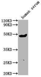 Western Blot Positive WB detected in human serum All lanes:IGHG3 antibody at 1:2000 Secondary Goat polyclonal to rabbit IgG at 1/50000 dilution Predicted band size: 42 kDa Observed band size: 42 kDa