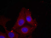 Immunofluorescence staining of methanol-fixed Hela cells using GAP43(Phospho-Ser41) Antibody.