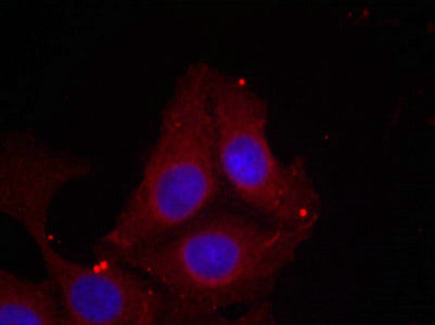 Immunofluorescence staining of methanol-fixed Hela cells using GAP43(Phospho-Ser41) Antibody.