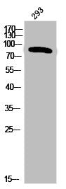 Western Blot analysis of 293 cells using Phospho-Insulin R (Y1355) Polyclonal Antibody