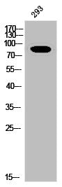 Western Blot analysis of 293 cells using Phospho-Insulin R (Y1361) Polyclonal Antibody