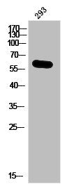 Western Blot analysis of 293 cells using Phospho-IRF-3 (S385) Polyclonal Antibody