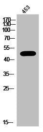 Western Blot analysis of 453 cells using IRF-3 Polyclonal Antibody