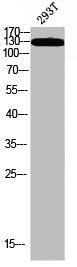 Western blot analysis of 293T using p-IRS-1 (S323) antibody.