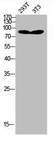 Western Blot analysis of 293T NIH-3T3 cells using AR Polyclonal Antibody