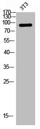 Western Blot analysis of NIH-3T3 cells using Integrin β1 Polyclonal Antibody