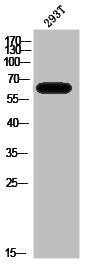 Western Blot analysis of 293T cells using A-Raf Polyclonal Antibody