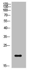 Western Blot analysis of NIH-3T3 cells using Phospho-Cofilin (S3) Polyclonal Antibody