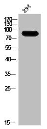 Western Blot analysis of 293 cells using Phospho-eIF4B (S422) Polyclonal Antibody