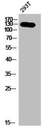Western Blot analysis of 293T cells using JAK3 Polyclonal Antibody