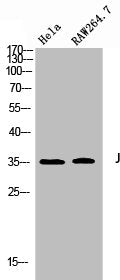 Western Blot analysis of HeLa RAW264.7 cells using Jun B Polyclonal Antibody