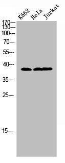 Western Blot analysis of K562 HeLa Jurkat cells using Jun D Polyclonal Antibody