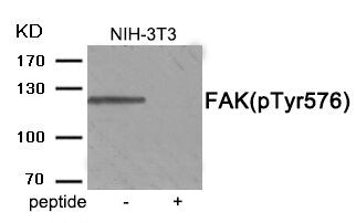 Western blot analysis of extracts from NIH-3T3 tissue using FAK (Phospho-Tyr576) antibody.The lane on the right is treated with the antigen-specific peptide.