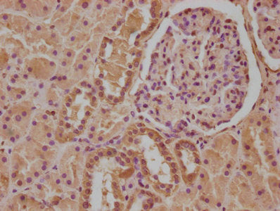 IHC image of CSB-PA011591LA01HU diluted at 1:100 and staining in paraffin-embedded human kidney tissue performed on a Leica BondTM system. After dewaxing and hydration, antigen retrieval was mediated by high pressure in a citrate buffer (pH 6.0)....