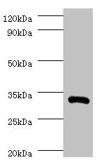 Western blot All lanes: IL1B antibody at 2µg/ml + Recombinant Interleukin-1 beta protein 0.01µg Secondary Goat polyclonal to rabbit IgG at 1/10000 dilution Predicted band size: 31 kDa Observed band size: 31 kDa