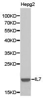 Western blot analysis of extracts of HepG2 cell lines, using IL7 antibody.