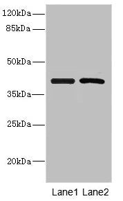 Western blot All lanes: INHBC antibody at 5.16µg/ml Lane 1: Hela whole cell lysate Lane 2: A549 whole cell lysate Secondary Goat polyclonal to rabbit IgG at 1/10000 dilution Predicted band size: 38 kDa Observed band size: 38 kDa