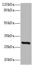 Western blot All lanes: INMT antibody at 2µg/ml + Mouse lung tissue Secondary Goat polyclonal to rabbit lgG at 1/15000 dilution Predicted band size: 29 kDa Observed band size: 29 kDa