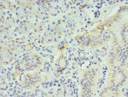 Immunohistochemistry of paraffin-embedded human pancreatic tissue using CSB-PA011729LA01HU at dilution of 1:100